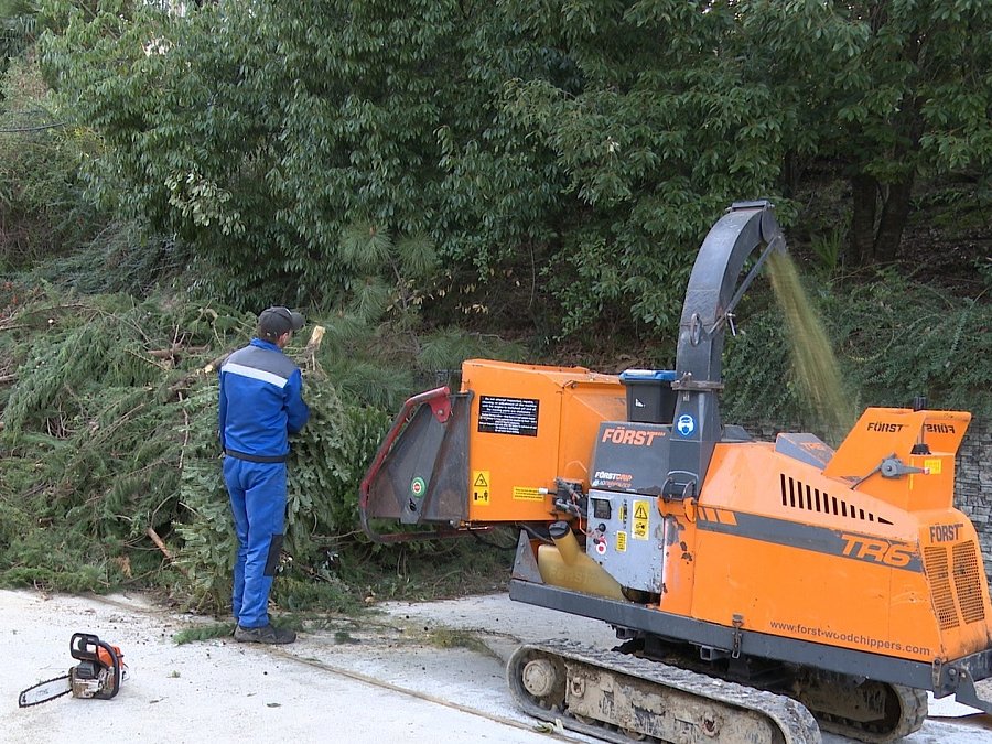 Жители Сочи отправили в переработку более 2000 натуральных елей