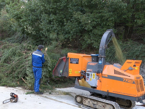 Жители Сочи отправили в переработку более 2000 натуральных елей